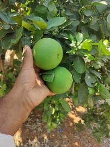ఫోటో 5