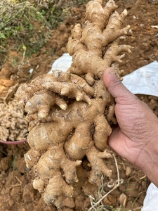 ഇഞ്ചി