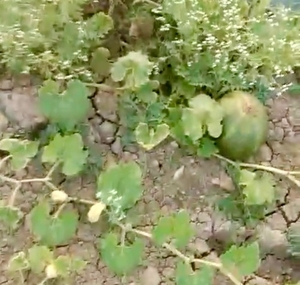 ಕುಂಬಳಕಾಯಿ