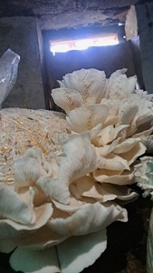 ఫోటో 3