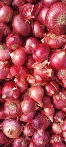 ఉల్లిపాయ