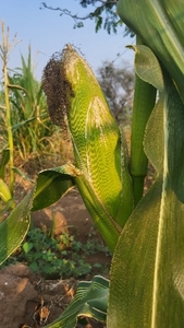 മധുരചോളം 