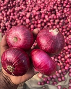 ಈರುಳ್ಳಿ