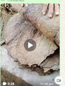 పొగాకు