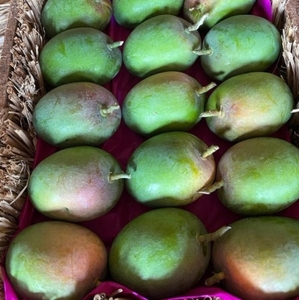 మామిడి పండ్లు