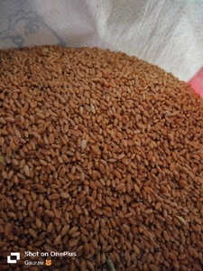 ഗോതമ്പ്
