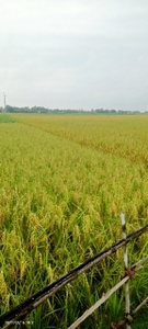നെല്ല്