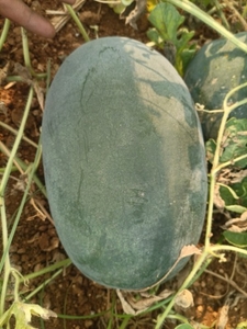 ಕಲ್ಲಂಗಡಿ