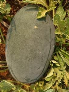 ഫോട്ടോ 2