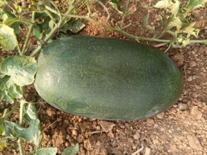 ഫോട്ടോ 3