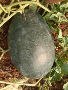 ഫോട്ടോ 4