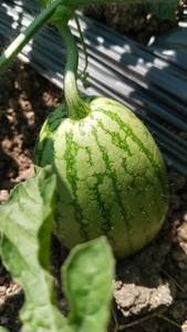 ಕಲ್ಲಂಗಡಿ