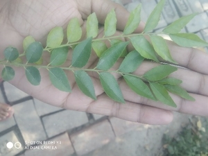 కరివేపాకు