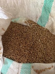 ഗോതമ്പ്