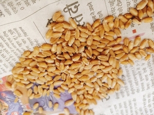 ഗോതമ്പ്