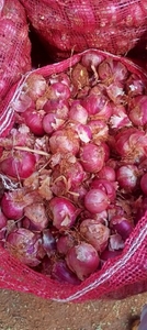 ఉల్లిపాయ