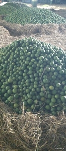 മൊസാമ്പി