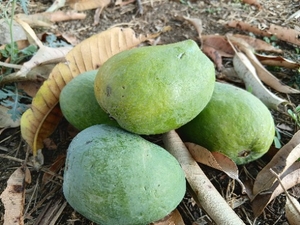 മാമ്പഴം