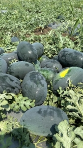 ಕಲ್ಲಂಗಡಿ