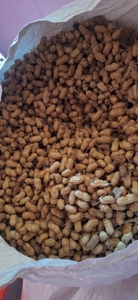 Groundnut