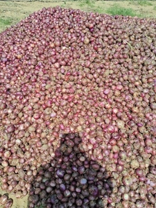 ಈರುಳ್ಳಿ