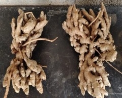 இஞ்சி