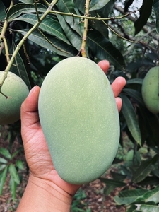 ಮಾವು