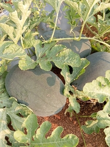 ಕಲ್ಲಂಗಡಿ