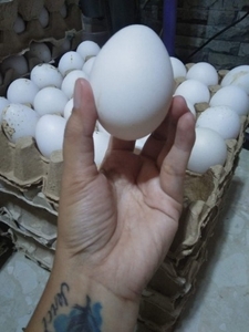 ഫോട്ടോ 3