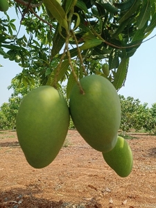 మామిడి