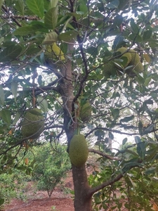 ಹಲಸಿನ ಹಣ್ಣು