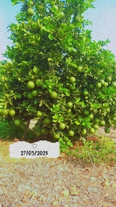 മൊസാമ്പി
