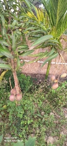 మియాజాకి మామిడి