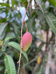 മിയാസാക്കി മാമ്പഴം