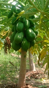 पपीता