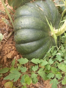 ಕುಂಬಳಕಾಯಿ