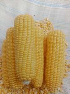 తీపి మొక్కజొన్న