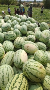 ಕಲ್ಲಂಗಡಿ