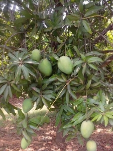 आम