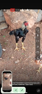 കോഴി
