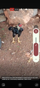 ഫോട്ടോ 2