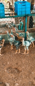 ഫോട്ടോ 5