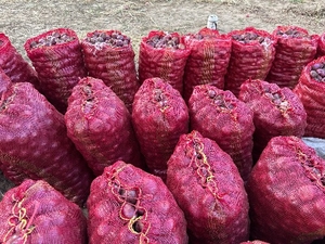 ಈರುಳ್ಳಿ