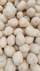 டமாடோ