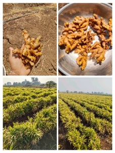 ಶುಂಠಿ
