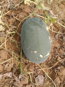 ಕಲ್ಲಂಗಡಿ