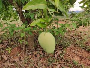 మామిడి