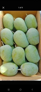 మామిడి