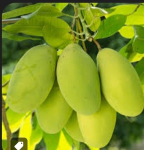 மாம்பழங்கள்