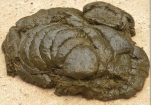 Cow dung